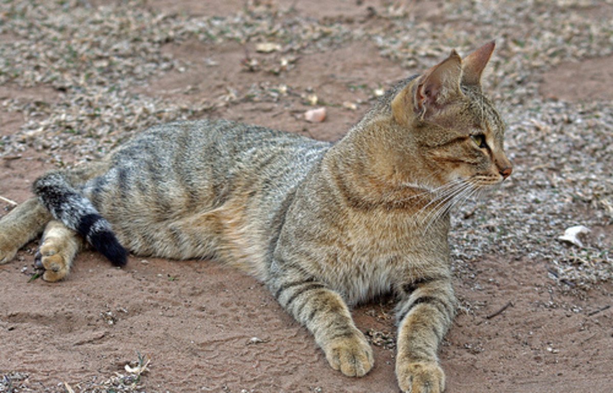 Дикая Африканская черноногая кошка
