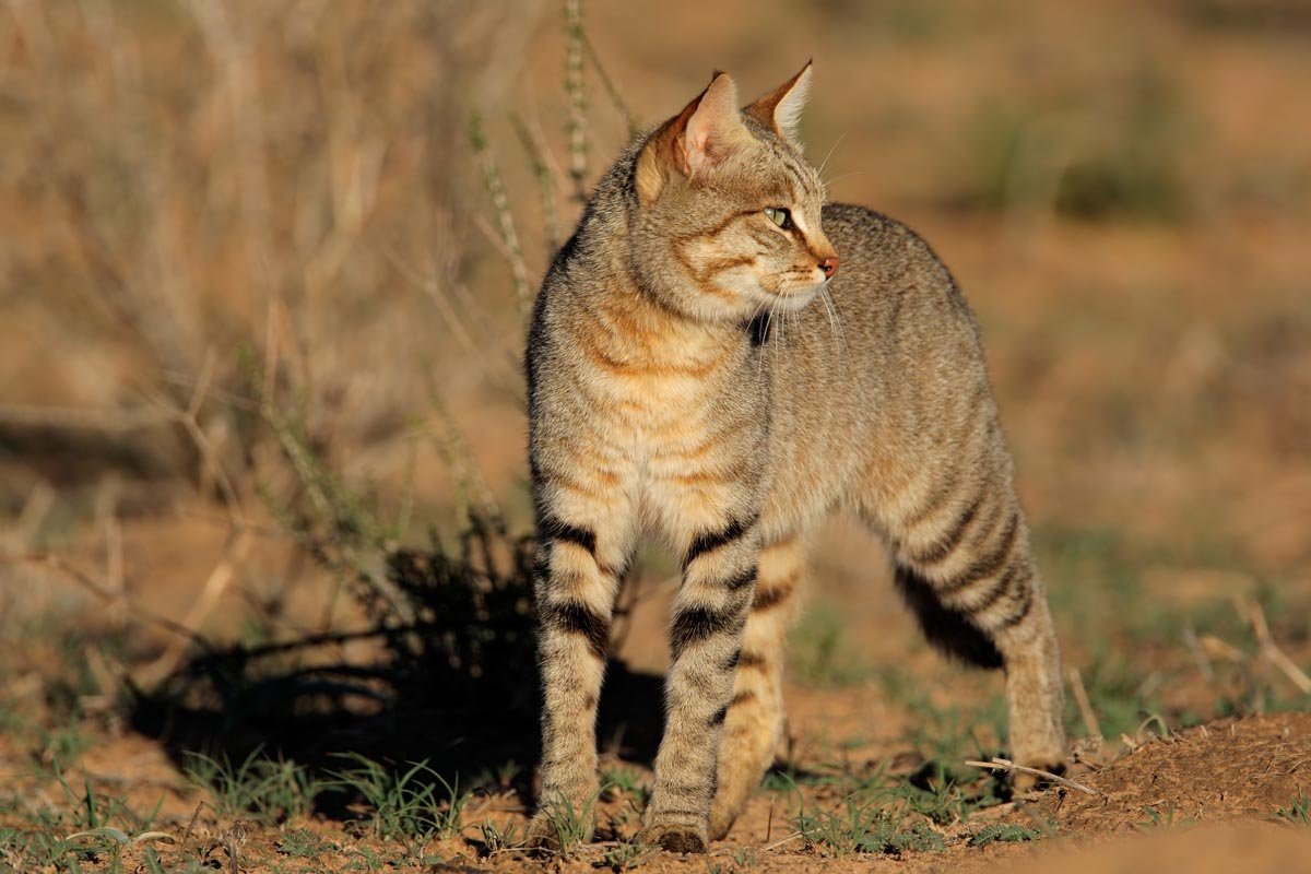 Степной кот Felis Silvestris lybica