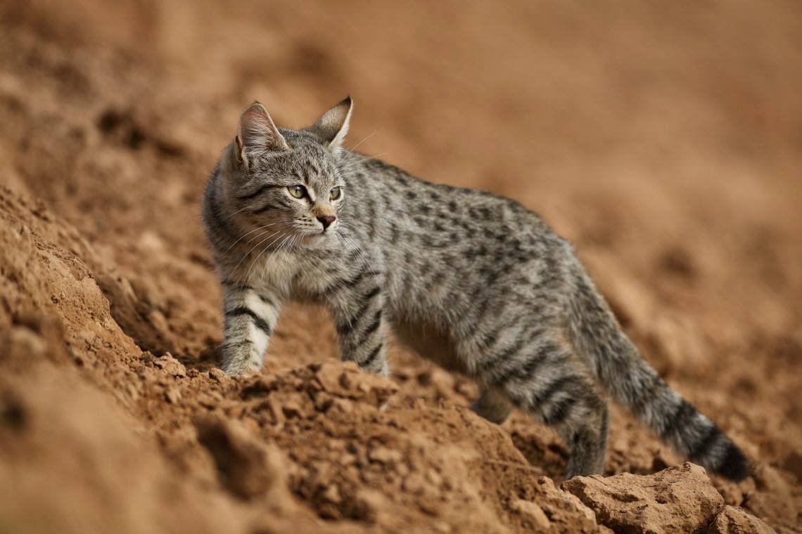 Золотая кошка Темминка