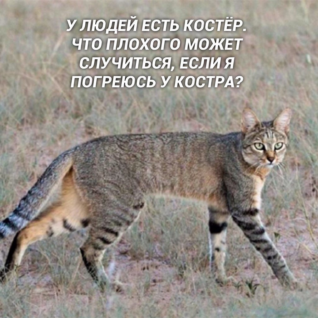 Кавказский Лесной кот