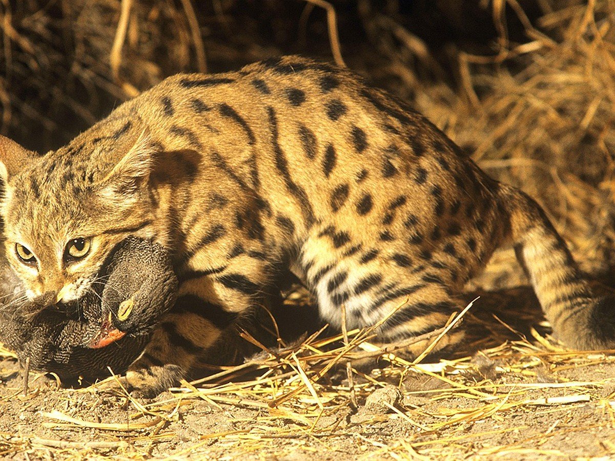 Американская черноногая кошка