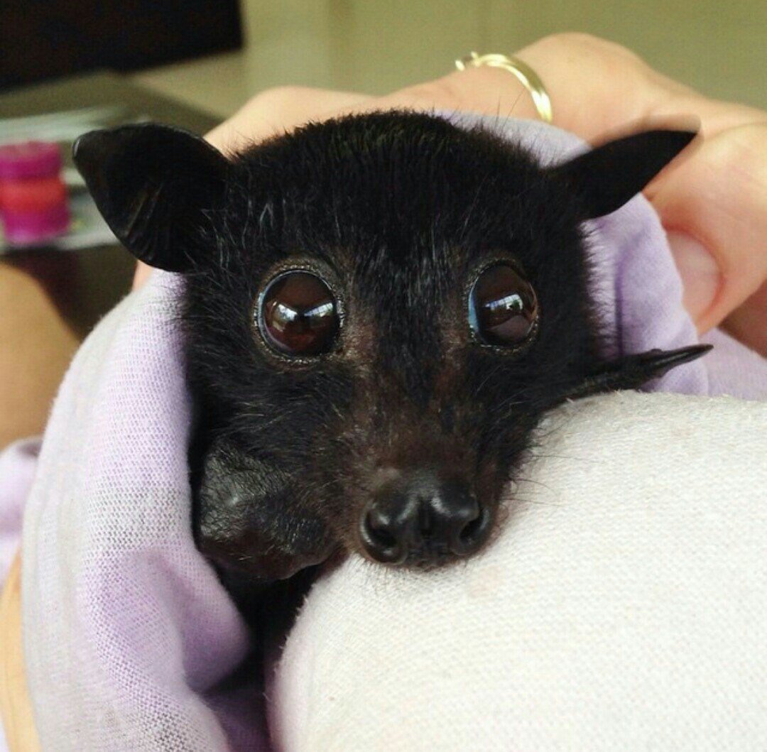 Летучая лисица домашняя