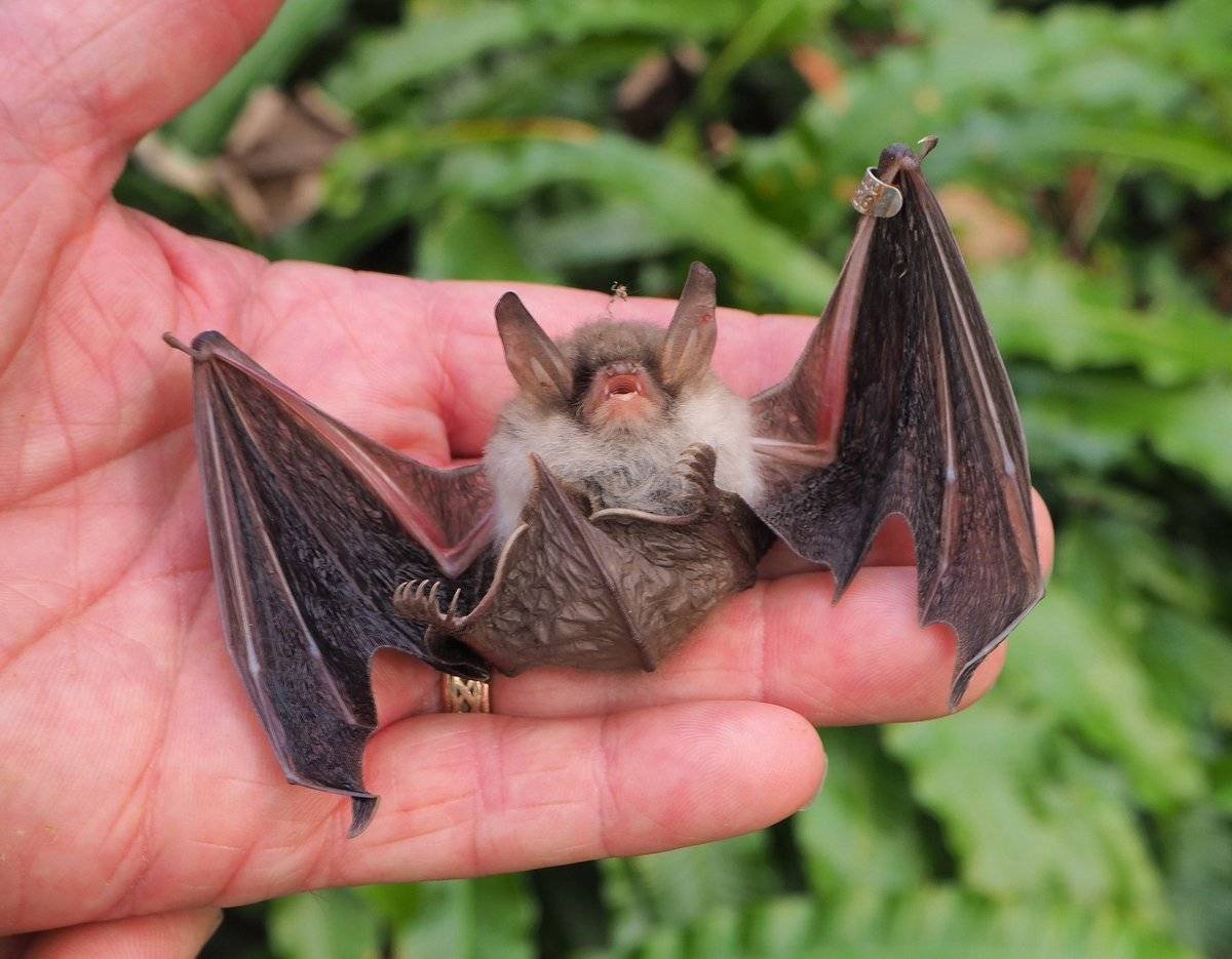Craseonycteris thonglongyai (летучая мышь)