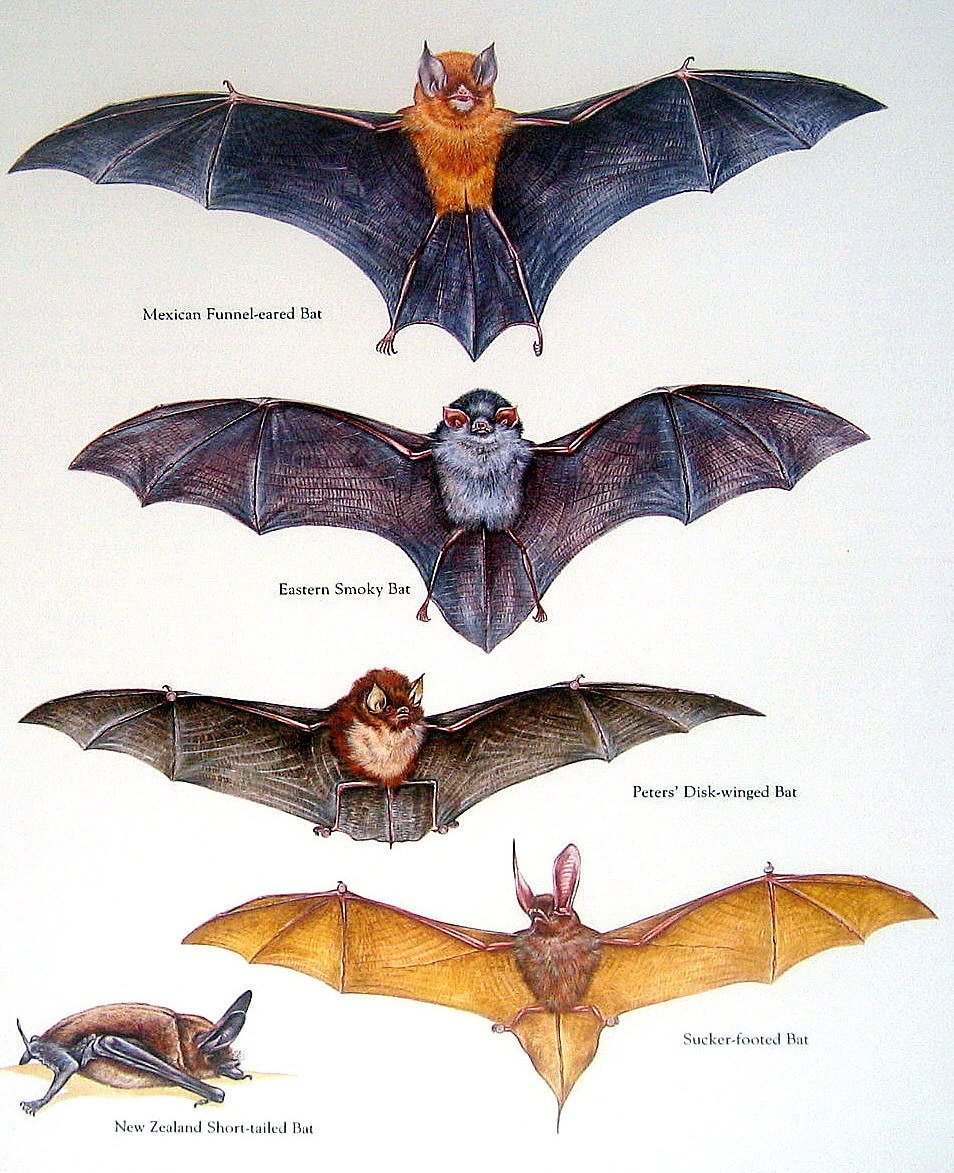 Рукокрылые строение крыла