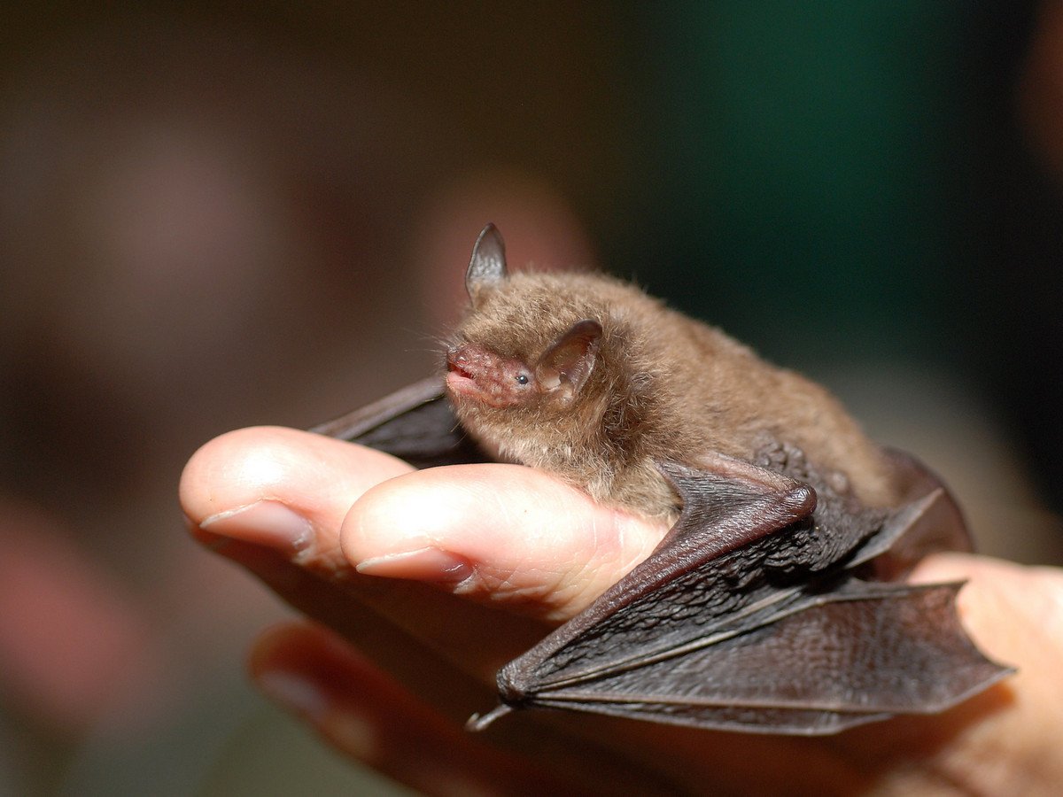 Летучая мышь обыкновенная ночница