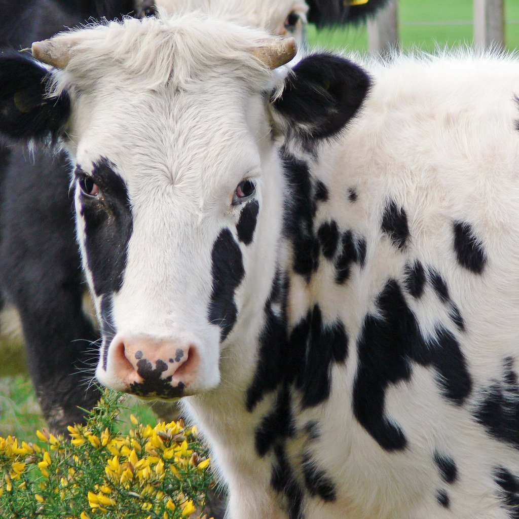 Белая корова