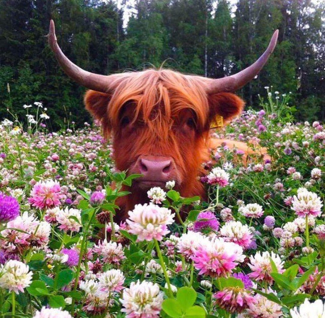 Корова в венке