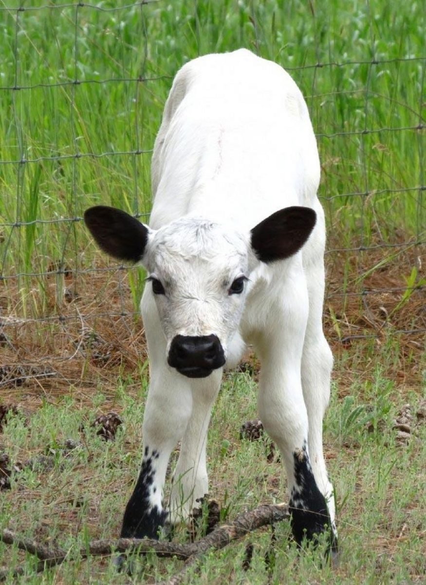 Животные с телками. Необычная корова. Красивая корова. Красивый теленок. Белый теленок.