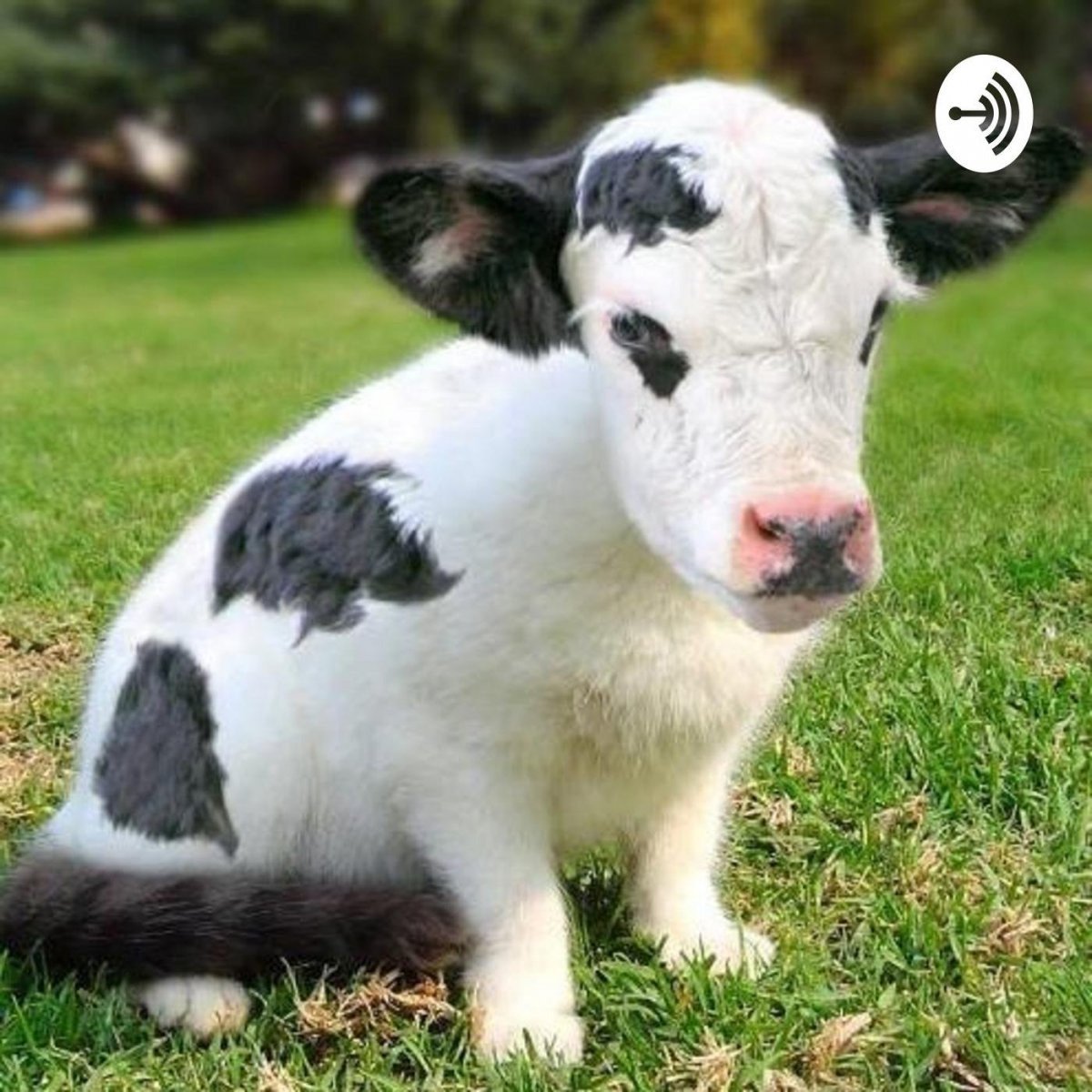 Милая корова