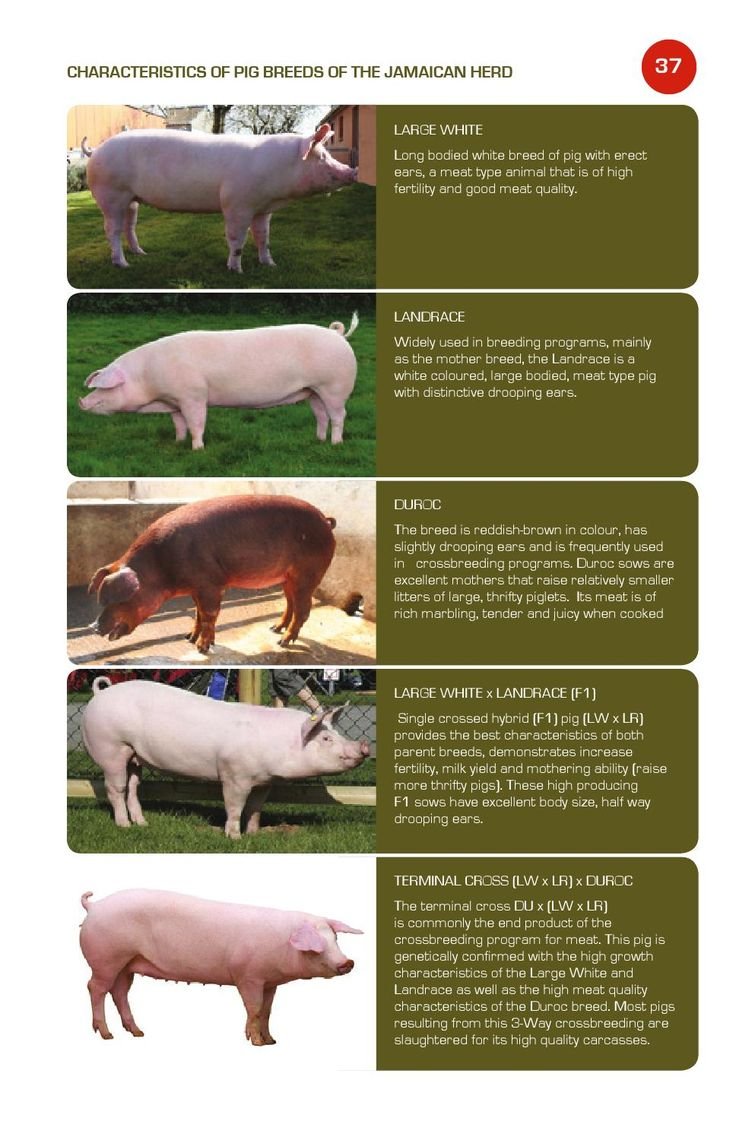 Домашние животные карточки с описанием