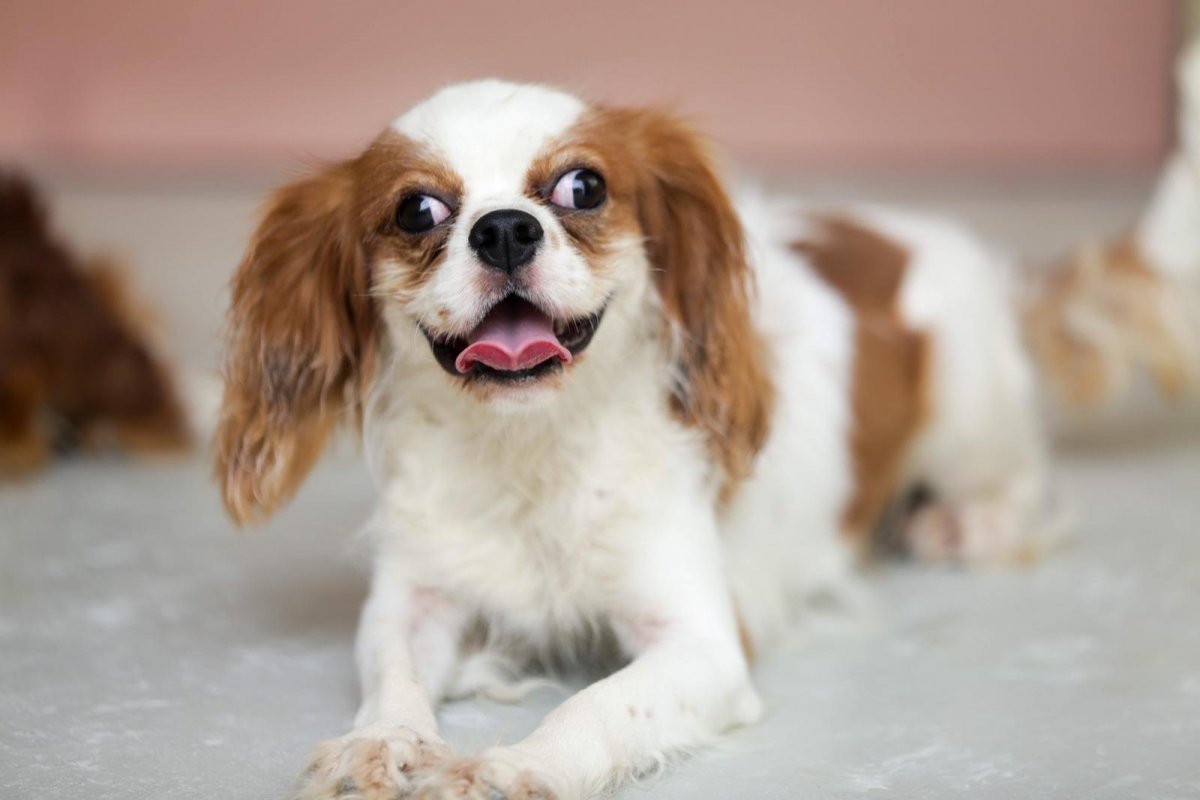 Стрижка Кинг Чарльз спаниель