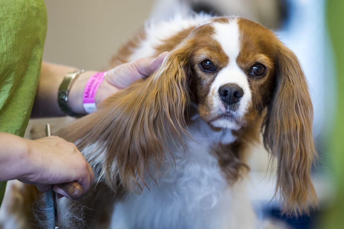 Чарльз спаниель карликовый