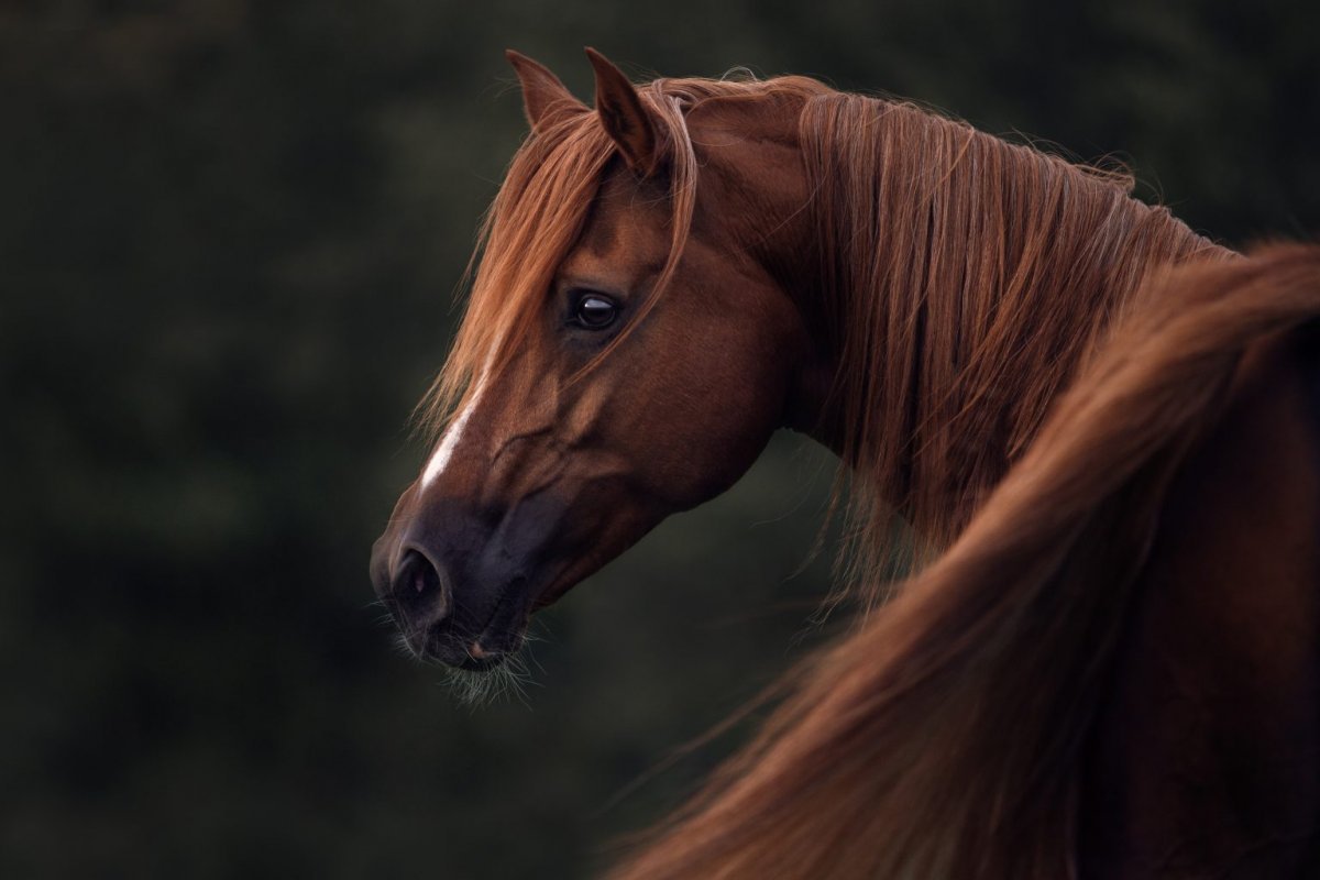 Конь фотопортрет