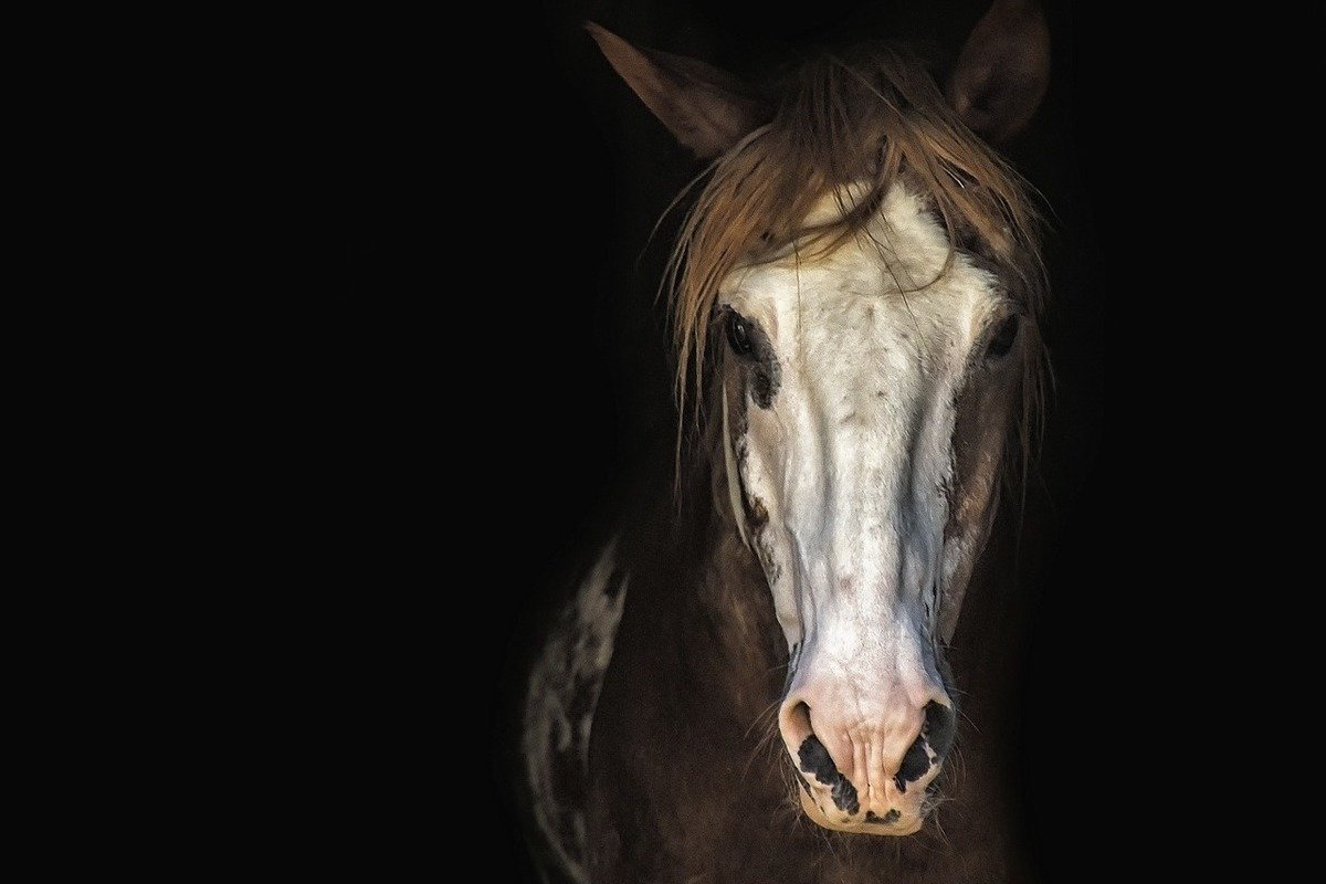 Морда лошади в анфас
