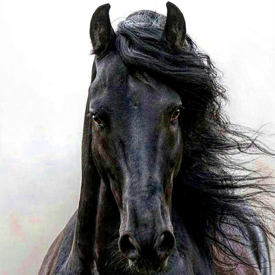 Вороной конь