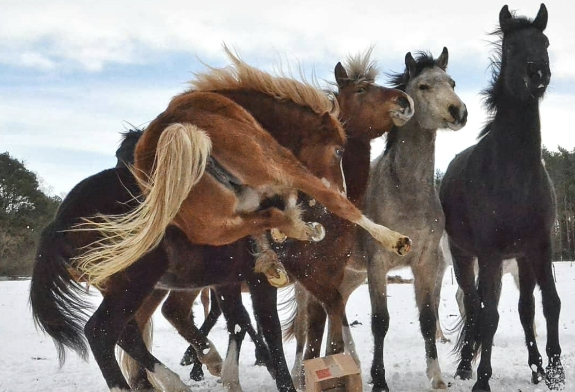 Рабочая лошадка