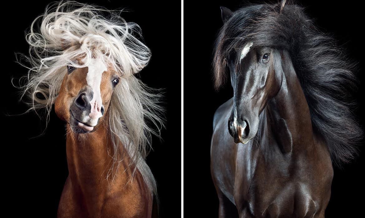 Вибке Хаас лошади