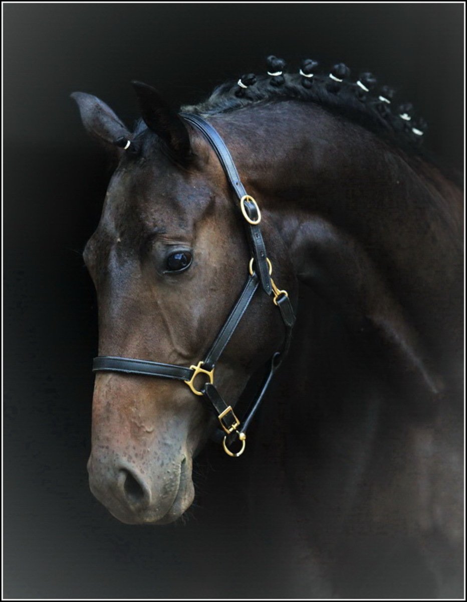 Лошадь склонила голову