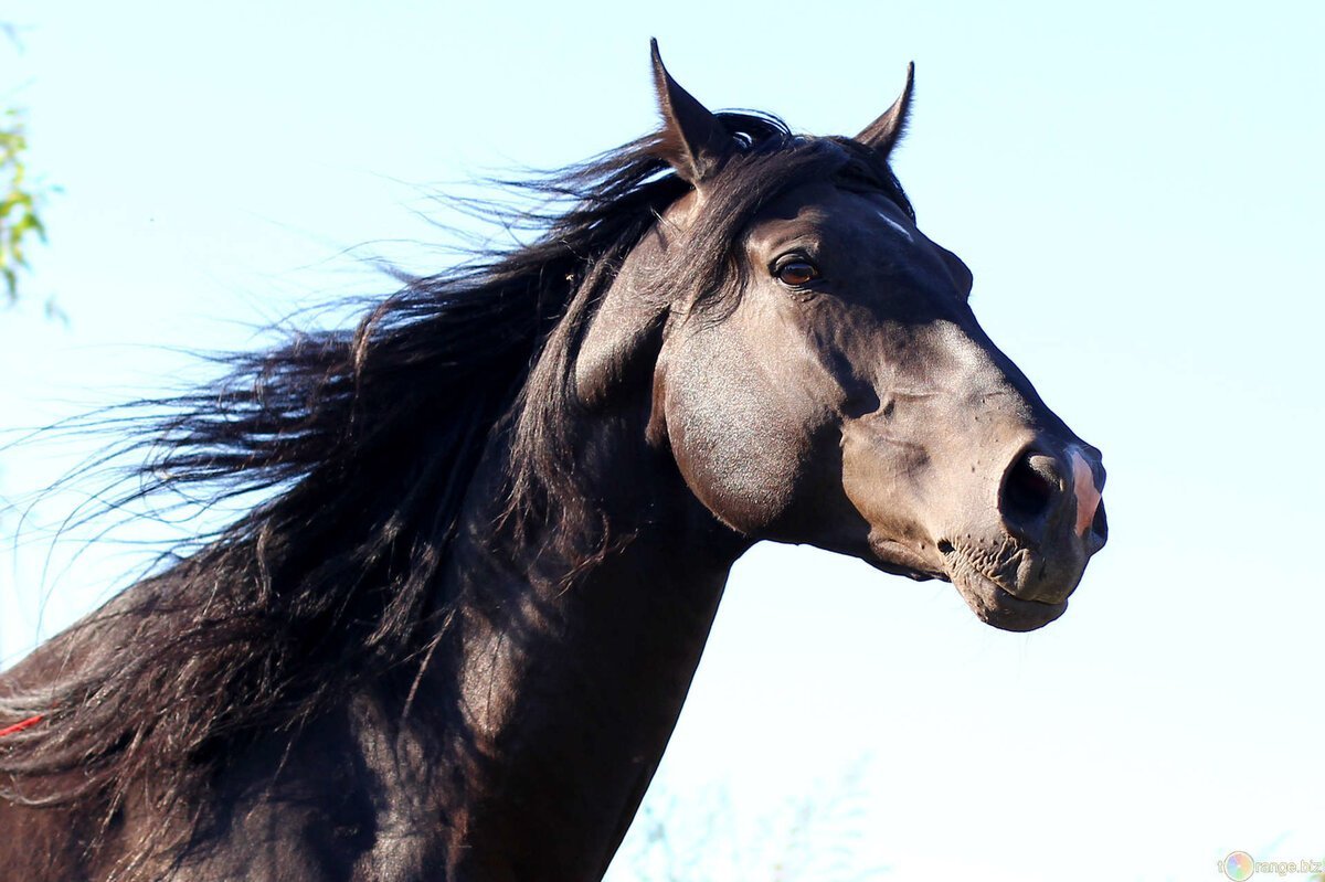 Лошадь с челкой