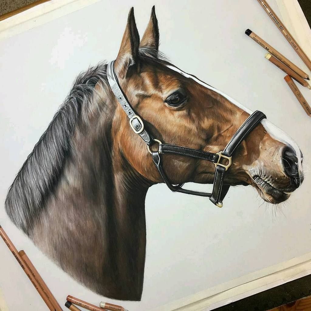 Голова лошади цветными карандашами