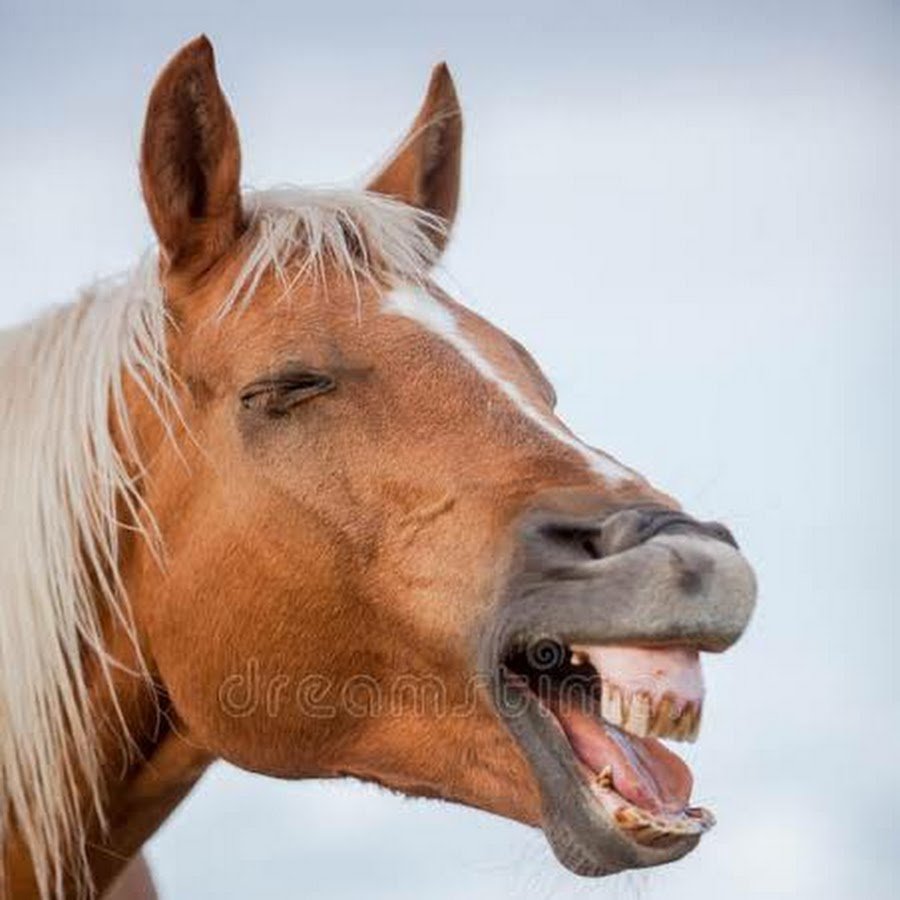 Лицо лошади в профиль