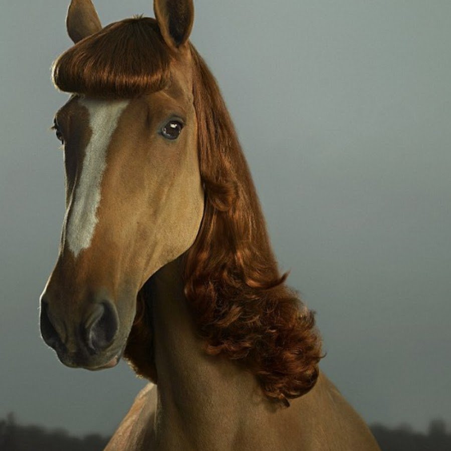 Красивые прически для лошадей