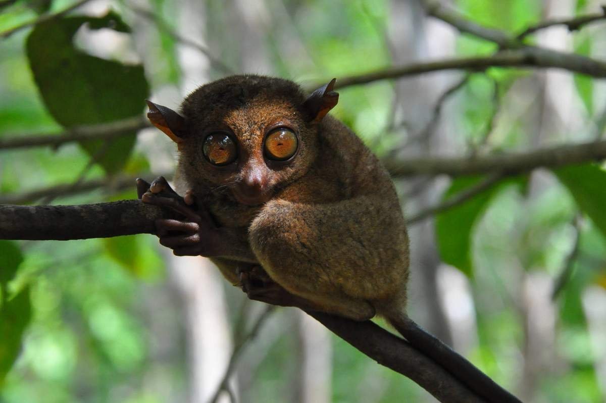 Долгопят малыш