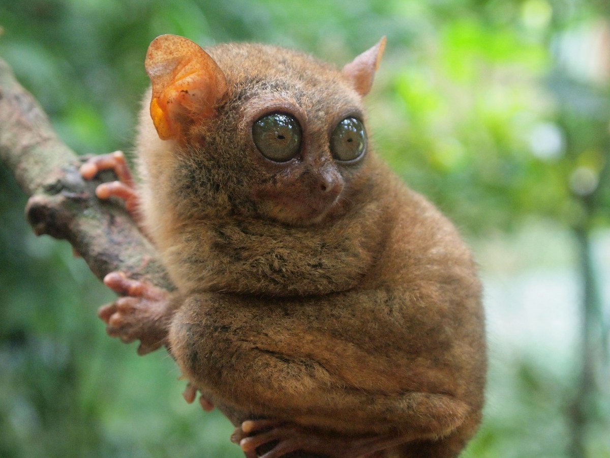 Мадагаскарский долгопят