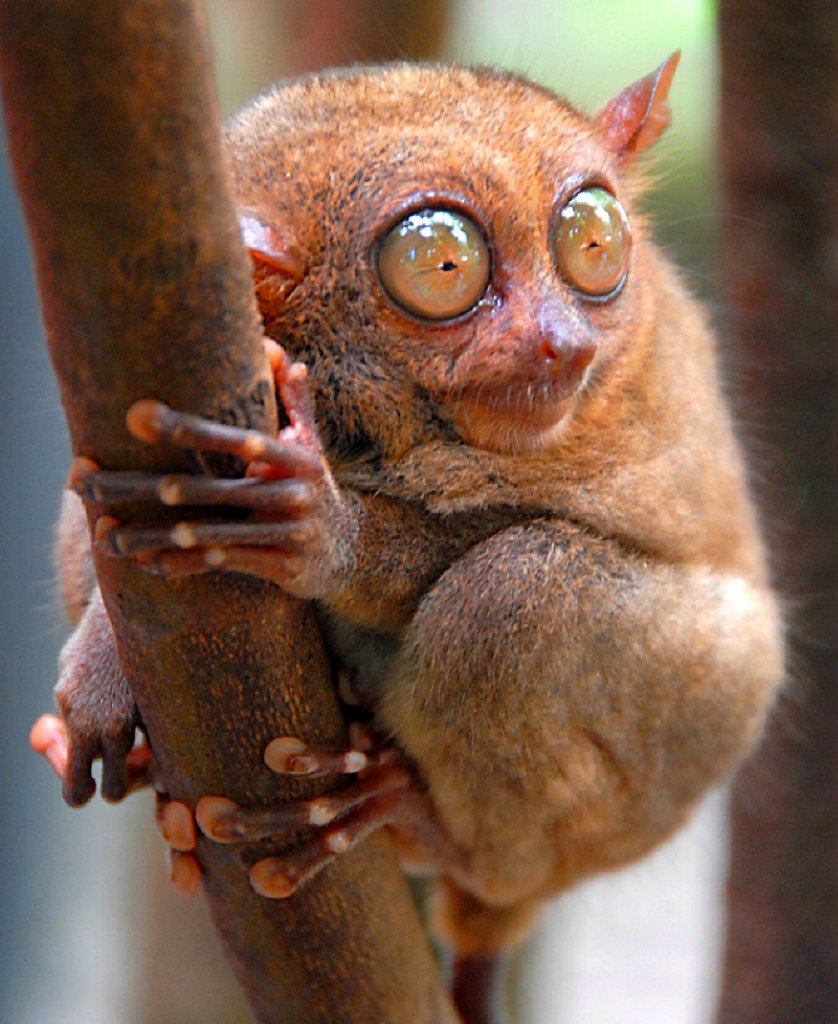 Банканский долгопят