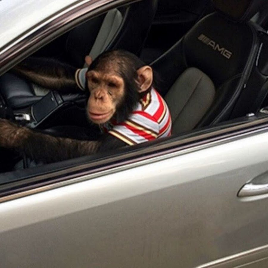 Бокс обезьян