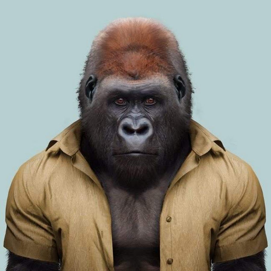 Обезьяна с гантелями