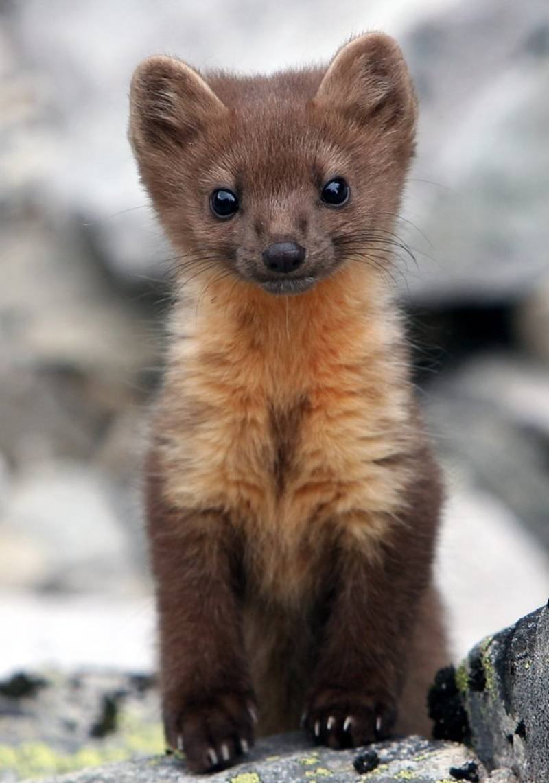 Редкая Лесная куница