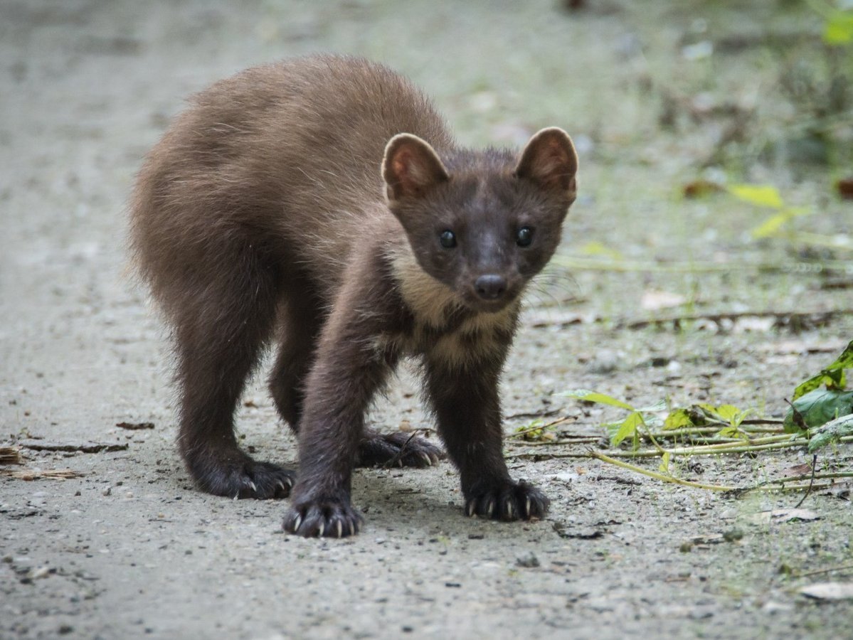 Хорек на задних лапах