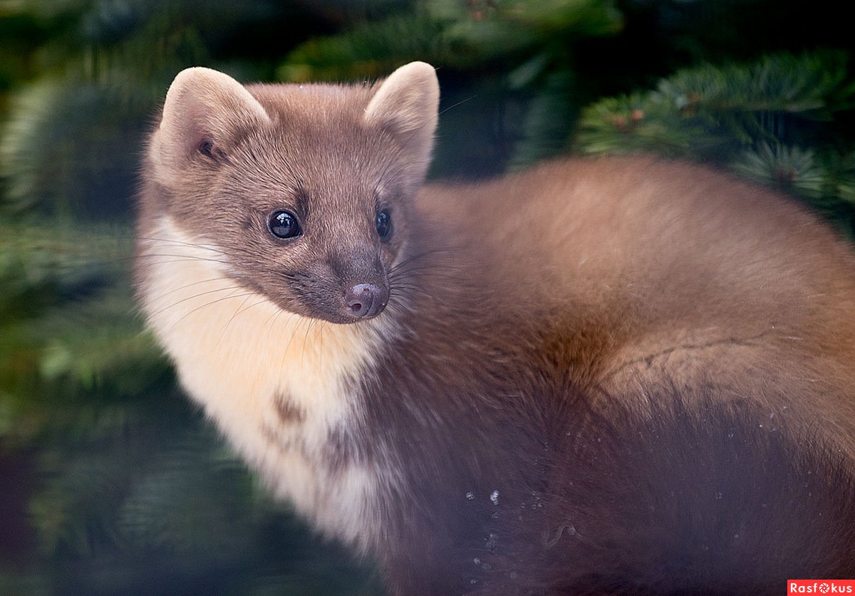 Куница европейская