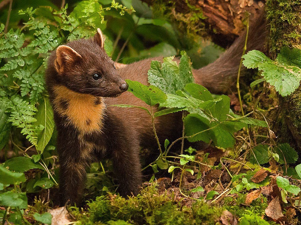 Куница желтодушка