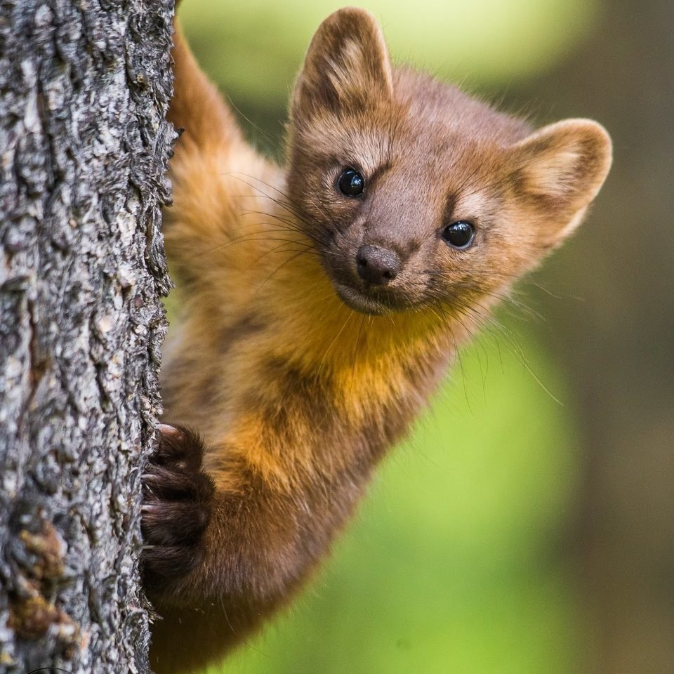 Лесная куница martes martes