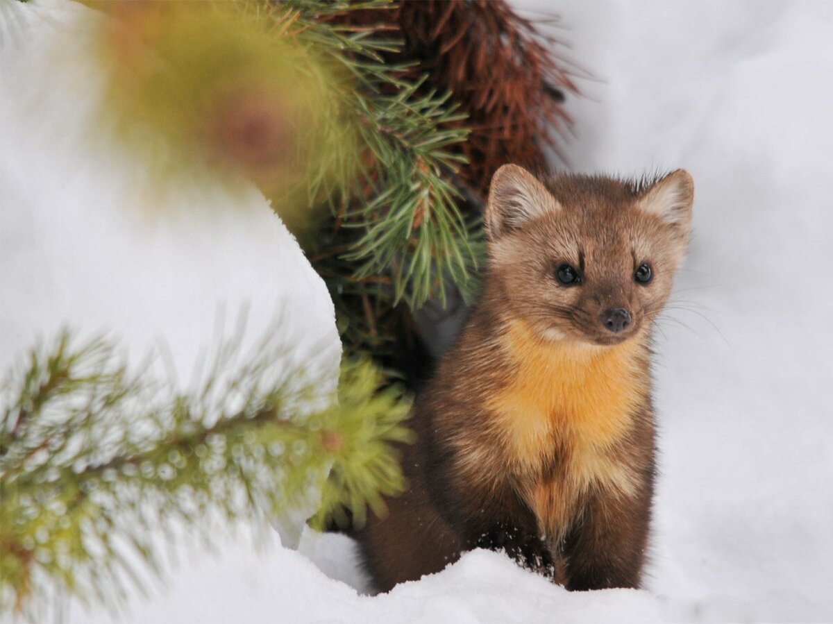 Куница Сибирская