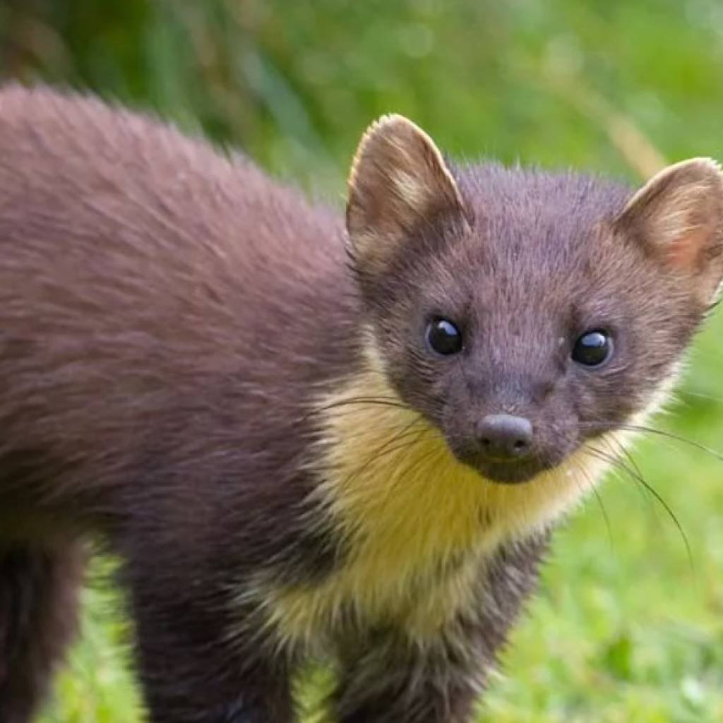 Лесная куница