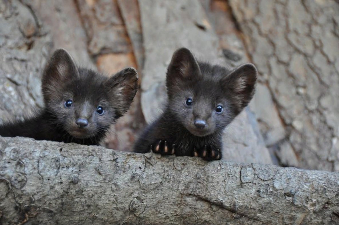 Баргузинский Соболь норка