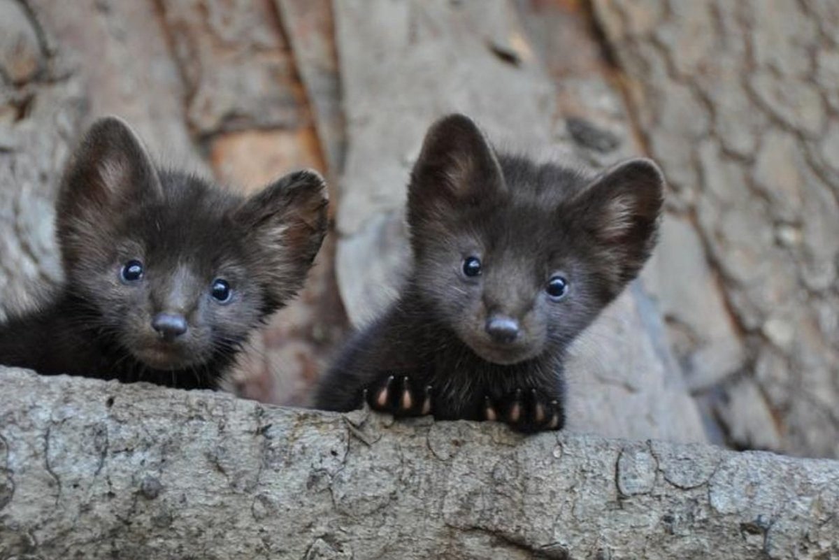 Кидас кушает