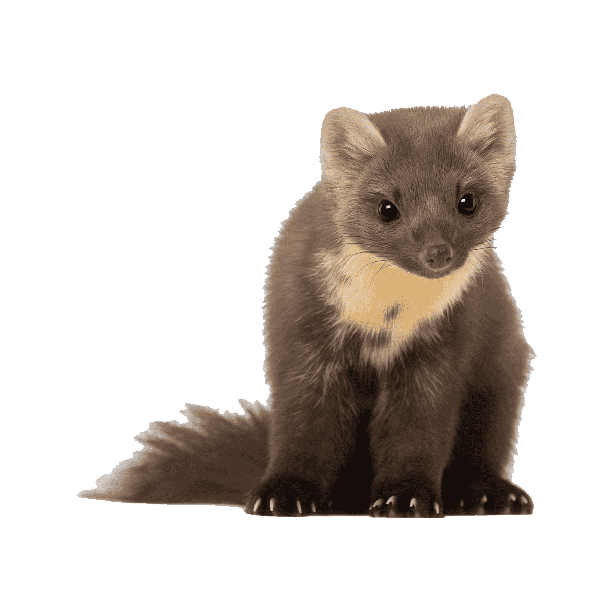 Лесная куница