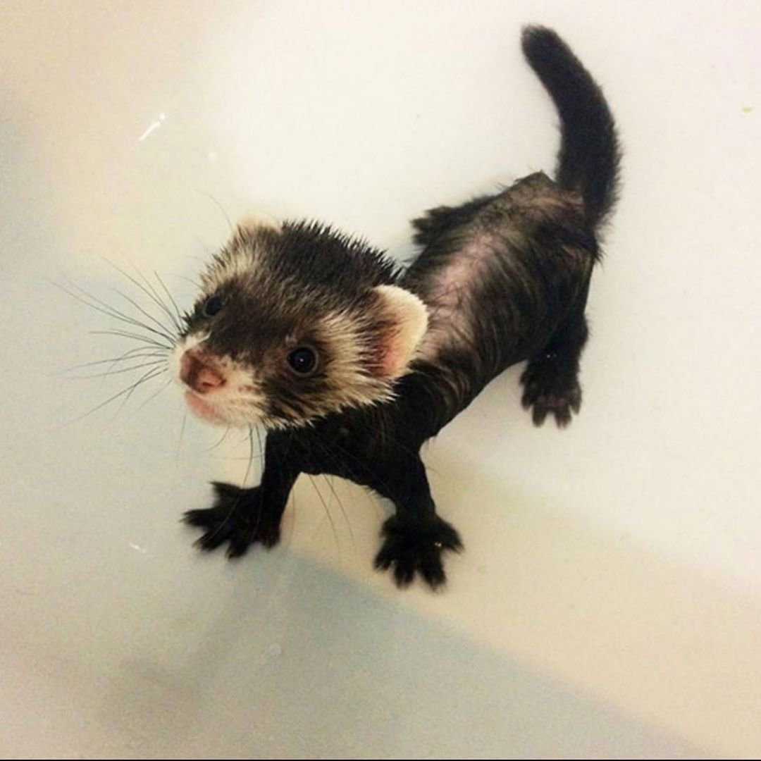 Игры для хорьков