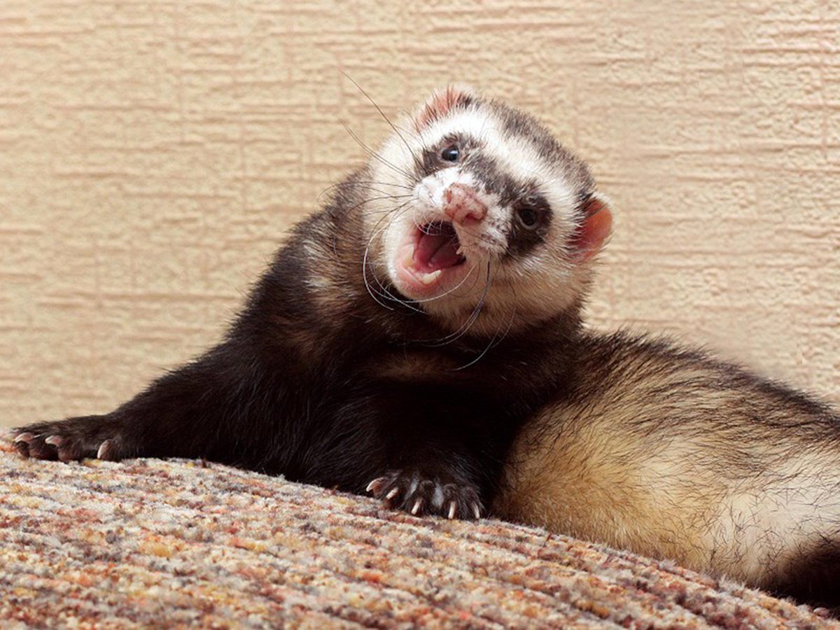 Европейский хорек