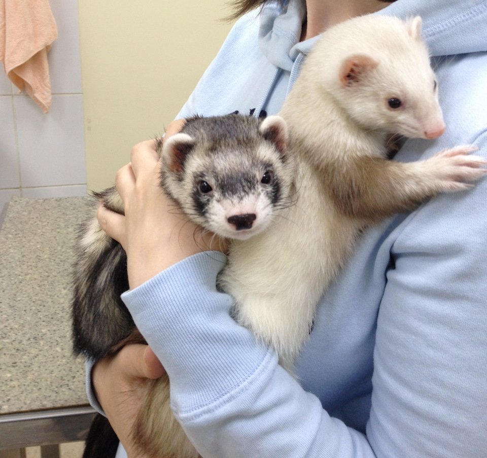 Пастелевый хорек