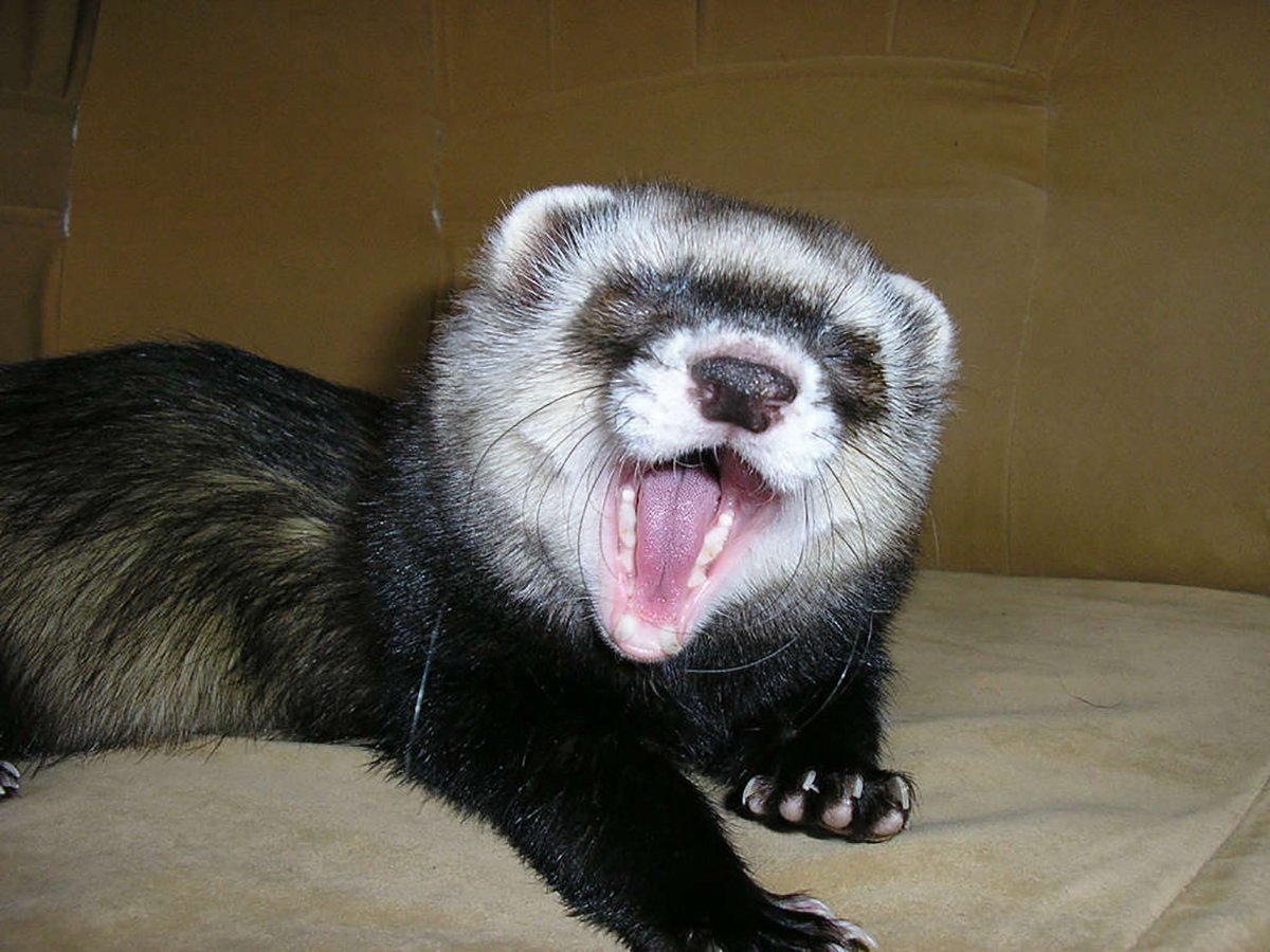 Хорек мадагаскарский