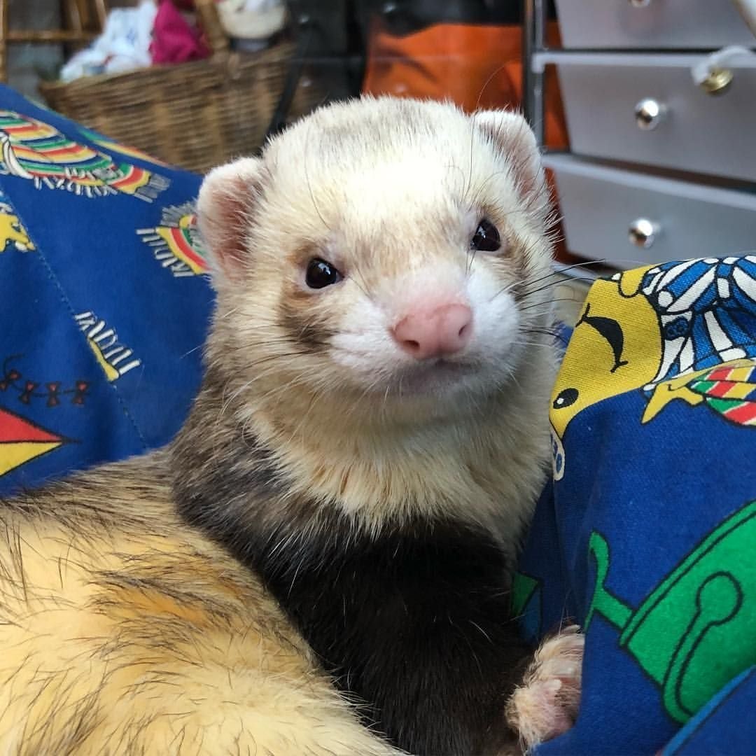 Хорёк Эстетика