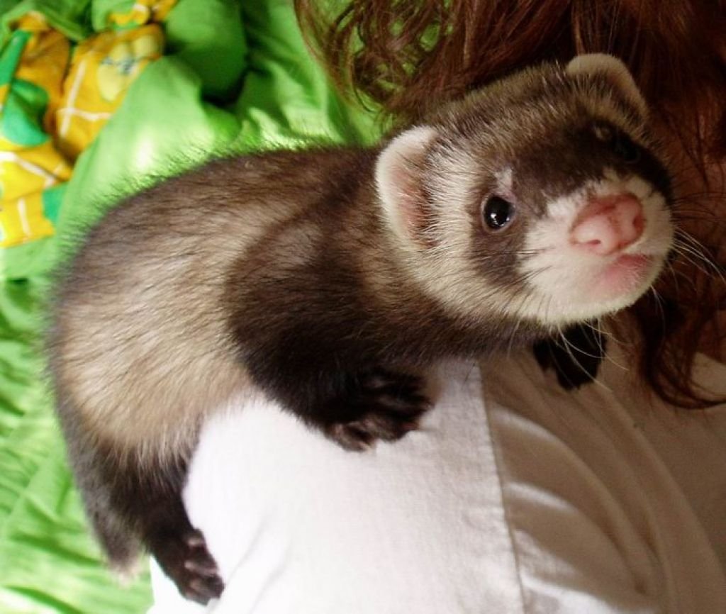 Хорёк домашний маленький