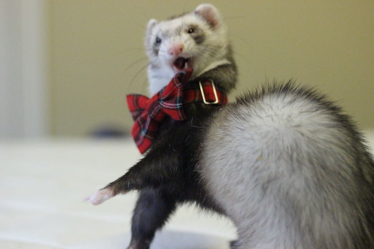 Воротник для хорька