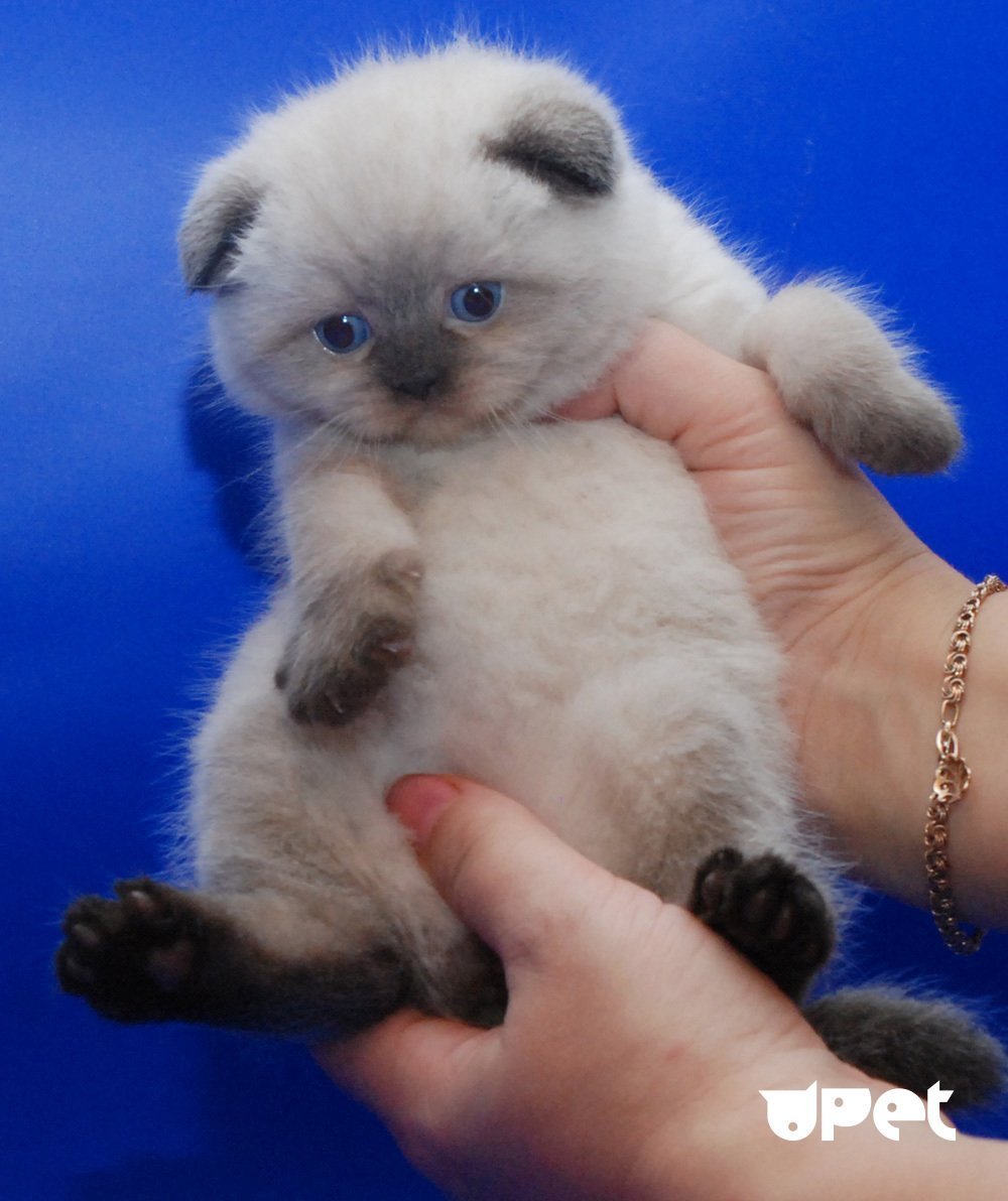 Шотландская вислоухая Сиамская кошка