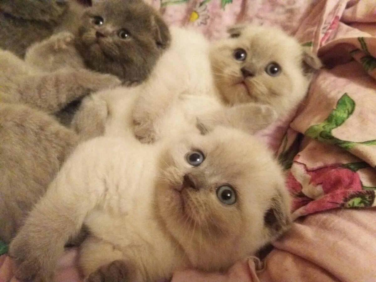 Котенок сил поинт вислоухий